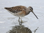 Short-billed Dowitcher (juvenile)